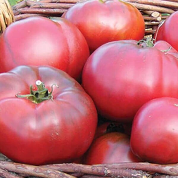 West Coast Seeds Beefsteak Tomato